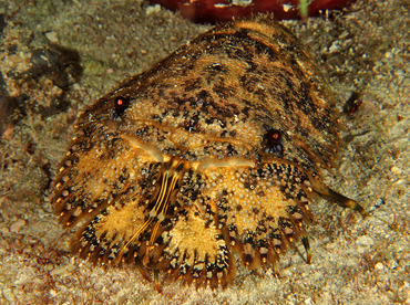 Sculptured Slipper Lobster - Parribacus antarcticus - Cozumel, Mexico Sculptured Slipper Lobster - Parribacus antarcticus - Cozumel, Mexico