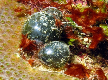 Sea Pearl - Ventricaria ventricosa - Belize