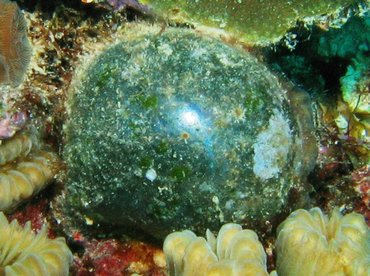 Sea Pearl - Ventricaria ventricosa - Bonaire