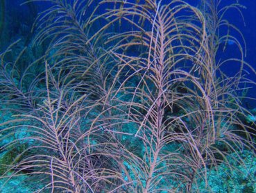 Sea Plumes - Pseudopterogorgia spp. - Turks and Caicos Sea Plumes - Pseudopterogorgia spp. - Turks and Caicos