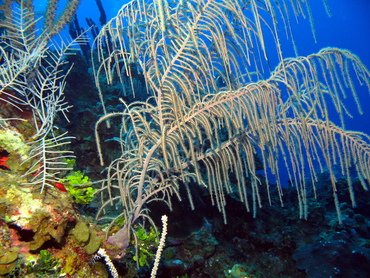 Sea Plumes - Pseudopterogorgia spp. - Grand Cayman Sea Plumes - Pseudopterogorgia spp. - Grand Cayman