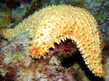 Cushion Sea Star - Oreaster reticulatus - Grand Cayman Cushion Sea Star - Oreaster reticulatus - Grand Cayman