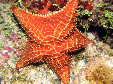 Cushion Sea Star - Oreaster reticulatus - Grand Cayman Cushion Sea Star - Oreaster reticulatus - Grand Cayman