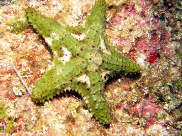 Cushion Sea Star - Oreaster reticulatus - Roatan, Honduras Cushion Sea Star - Oreaster reticulatus - Roatan, Honduras