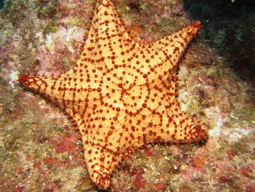 Cushion Sea Star - Oreaster reticulatus - Roatan, Honduras Cushion Sea Star - Oreaster reticulatus - Roatan, Honduras