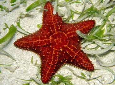 Cushion Sea Star - Oreaster reticulatus - Belize Cushion Sea Star - Oreaster reticulatus - Belize