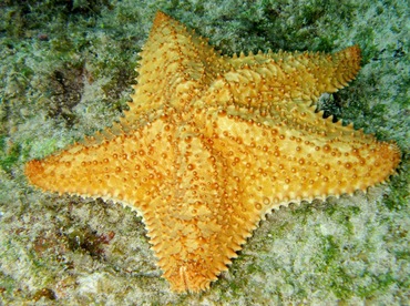Cushion Sea Star - Oreaster reticulatus - Cozumel, Mexico Cushion Sea Star - Oreaster reticulatus - Cozumel, Mexico