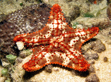 Cushion Sea Star - Oreaster reticulatus - Cozumel, Mexico Cushion Sea Star - Oreaster reticulatus - Cozumel, Mexico