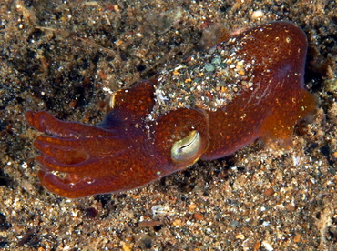 Tropical Bottletail Squid - Sepiadarium kochi - Anilao, Philippines