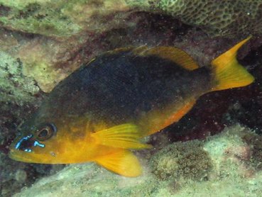 Shy Hamlet - Hypoplectrus guttavarius - St Kitts Shy Hamlet - Hypoplectrus guttavarius - St Kitts