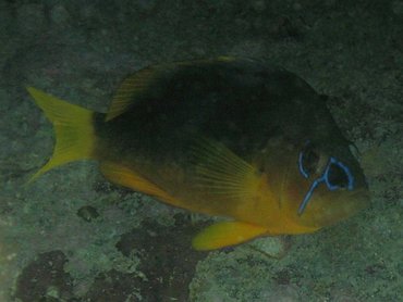 Shy Hamlet - Hypoplectrus guttavarius - St Kitts Shy Hamlet - Hypoplectrus guttavarius - St Kitts