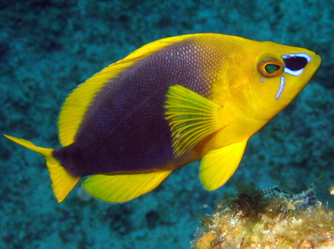 Shy Hamlet - Hypoplectrus guttavarius - Grand Cayman Shy Hamlet - Hypoplectrus guttavarius - Grand Cayman