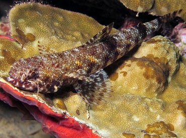 Slender Lizardfish - Saurida gracilis - Palau Slender Lizardfish - Saurida gracilis - Palau