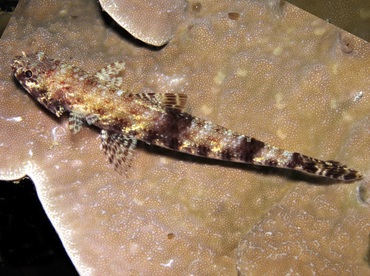 Slender Lizardfish - Saurida gracilis - Palau Slender Lizardfish - Saurida gracilis - Palau