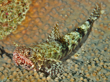 Slender Lizardfish - Saurida gracilis - Wakatobi, Indonesia Slender Lizardfish - Saurida gracilis - Wakatobi, Indonesia