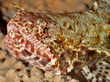 Slender Lizardfish - Saurida gracilis - Wakatobi, Indonesia Slender Lizardfish - Saurida gracilis - Wakatobi, Indonesia