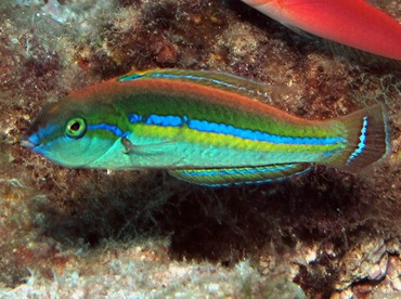 Smalltail Wrasse - Pseudojuloides cerasinus - Lanai, Hawaii Smalltail Wrasse - Pseudojuloides cerasinus - Lanai, Hawaii