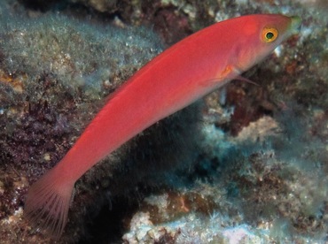 Smalltail Wrasse - Pseudojuloides cerasinus - Lanai, Hawaii Smalltail Wrasse - Pseudojuloides cerasinus - Lanai, Hawaii