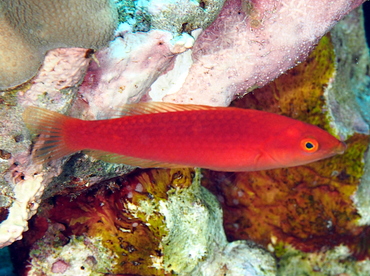 Smalltail Wrasse - Pseudojuloides cerasinus - Big Island, Hawaii Smalltail Wrasse - Pseudojuloides cerasinus - Big Island, Hawaii