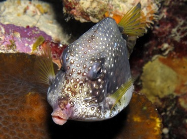 Smooth Trunkfish - Lactophrys triqueter - Bonaire