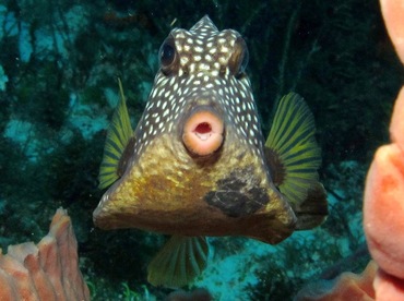 Smooth Trunkfish - Lactophrys triqueter - Cozumel, Mexico