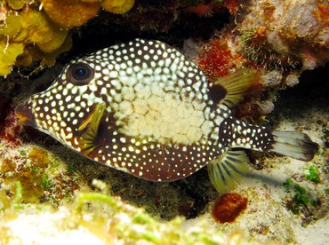 Smooth Trunkfish - Lactophrys triqueter - Cozumel, Mexico