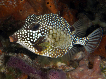 Smooth Trunkfish - Lactophrys triqueter - Cozumel, Mexico