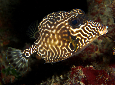 Smooth Trunkfish - Lactophrys triqueter - Roatan, Honduras