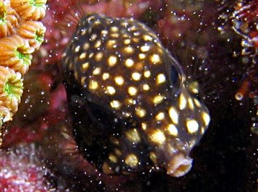 Smooth Trunkfish - Lactophrys triqueter - Bonaire