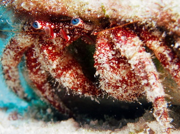 White Speckled Hermit Crab - Paguristes punticeps - Turks and Caicos