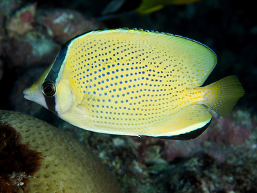 Speckled Butterflyfish - Chaetodon citrinellus - Great Barrier Reef, Australia Speckled Butterflyfish - Chaetodon citrinellus - Great Barrier Reef, Australia