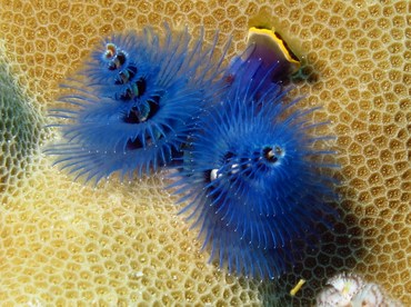 Indo-Pacific Christmas Tree Worm - Spirobranchus corniculatus - Palau Indo-Pacific Christmas Tree Worm - Spirobranchus corniculatus - Palau