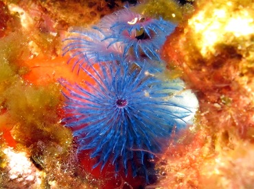 Indo-Pacific Christmas Tree Worm - Spirobranchus corniculatus - Lanai, Hawaii Indo-Pacific Christmas Tree Worm - Spirobranchus corniculatus - Lanai, Hawaii