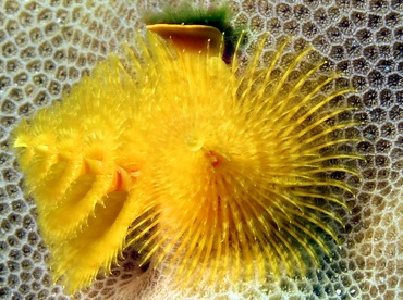 Indo-Pacific Christmas Tree Worm - Spirobranchus corniculatus - Palau Indo-Pacific Christmas Tree Worm - Spirobranchus corniculatus - Palau