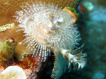 Indo-Pacific Christmas Tree Worm - Spirobranchus corniculatus - Dumaguete, Philippines Indo-Pacific Christmas Tree Worm - Spirobranchus corniculatus - Dumaguete, Philippines