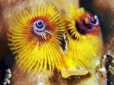 Indo-Pacific Christmas Tree Worm - Spirobranchus corniculatus - Fiji Indo-Pacific Christmas Tree Worm - Spirobranchus corniculatus - Fiji