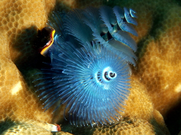 Indo-Pacific Christmas Tree Worm - Spirobranchus corniculatus - Fiji Indo-Pacific Christmas Tree Worm - Spirobranchus corniculatus - Fiji
