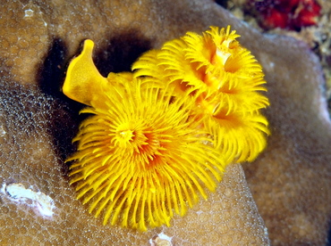 Indo-Pacific Christmas Tree Worm - Spirobranchus corniculatus - Anilao, Philippines Indo-Pacific Christmas Tree Worm - Spirobranchus corniculatus - Anilao, Philippines