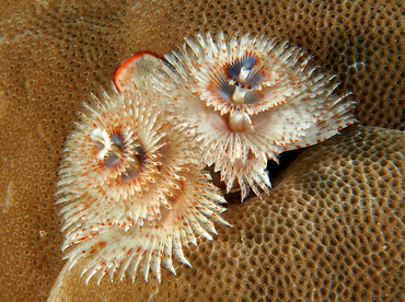 Indo-Pacific Christmas Tree Worm - Spirobranchus corniculatus - Wakatobi, Indonesia Indo-Pacific Christmas Tree Worm - Spirobranchus corniculatus - Wakatobi, Indonesia