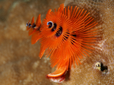 Indo-Pacific Christmas Tree Worm - Spirobranchus corniculatus - Wakatobi, Indonesia Indo-Pacific Christmas Tree Worm - Spirobranchus corniculatus - Wakatobi, Indonesia