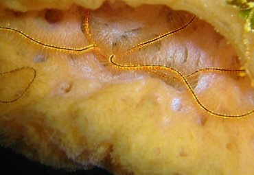 Sponge Brittle Star - Ophiothrix suensonii - Key Largo, Florida