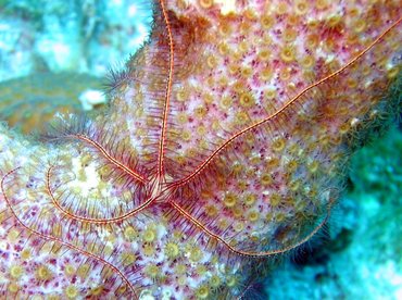 Sponge Brittle Star - Ophiothrix suensonii - Nassau, Bahamas