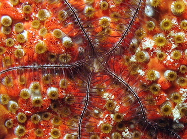 Sponge Brittle Star - Ophiothrix suensonii - Grand Cayman