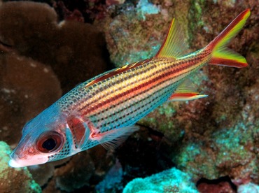 Spotfin Squirrelfish - Neoniphon sammara - Maui, Hawaii