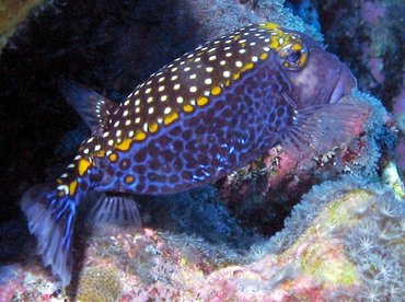 Spotted Boxfish - Ostracion meleagris - Big Island, Hawaii Spotted Boxfish - Ostracion meleagris - Big Island, Hawaii