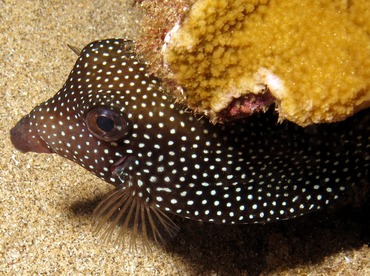 Spotted Boxfish - Ostracion meleagris - Maui, Hawaii Spotted Boxfish - Ostracion meleagris - Maui, Hawaii