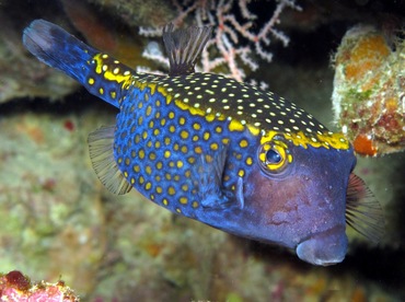 Spotted Boxfish - Ostracion meleagris - Dumaguete, Philippines Spotted Boxfish - Ostracion meleagris - Dumaguete, Philippines