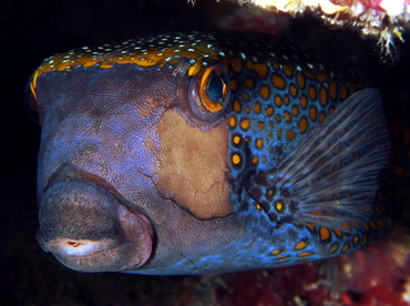 Spotted Boxfish - Ostracion meleagris - Fiji Spotted Boxfish - Ostracion meleagris - Fiji