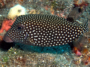 Spotted Boxfish - Ostracion meleagris - Big Island, Hawaii Spotted Boxfish - Ostracion meleagris - Big Island, Hawaii
