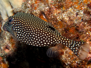 Spotted Boxfish - Ostracion meleagris - Big Island, Hawaii Spotted Boxfish - Ostracion meleagris - Big Island, Hawaii